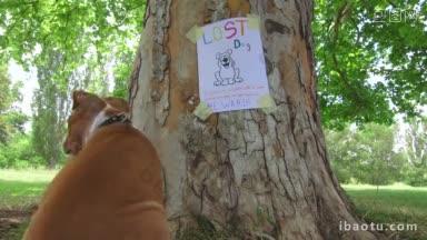 小狗看着树干上的失踪<strong>宠物海报</strong>